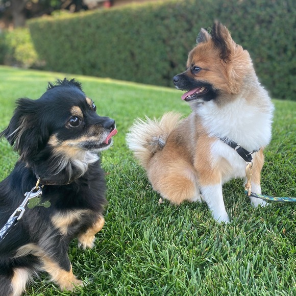 Meet your Posher, Ashley. Instagram: Ashtahfashion - Picture 2 of 7